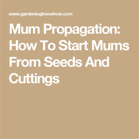 Mum Propagation How To Start Mums From Seeds And Cuttings Mum Seeds