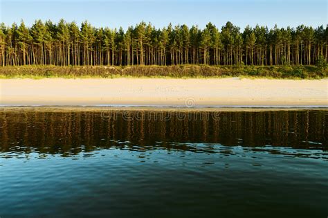 Sea Beach And Evergreen Coniferous Scots Pine Tree Forest Stock Photo