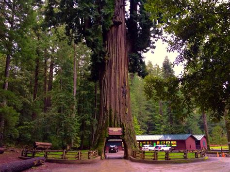 Roadside Attraction National Park Chandelier Tree Redwoods National