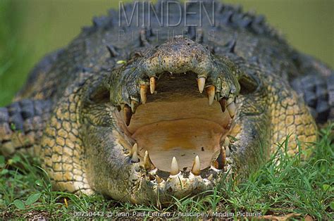 Saltwater Crocodile Stock Photo Minden Pictures