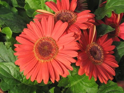 Royal Deep Orange Gerbera Pahls Market Apple Valley Mn