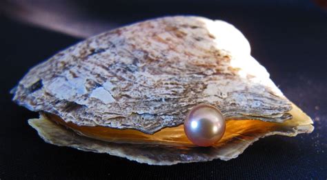 Pin By Chelsea On Sciencenature Pearls Oysters Shells