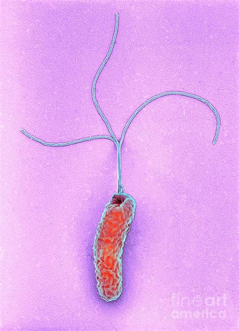 Helicobacter Pylori Bacterium Photograph By Science Photo Library