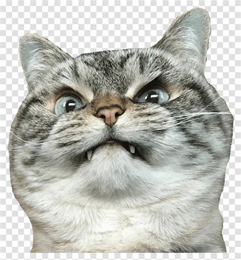 Cat Angry Angrycat Meme Funny Sad White Cat Meme Face Angora Pet