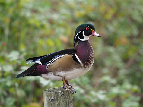 Finding Gods Love And Wood Ducks In My Backyard Writing For Life