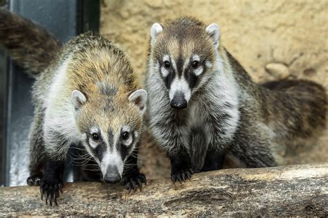 Moment Zoos New Cute Raccoon-Like Animals Are Fed - ViralTab