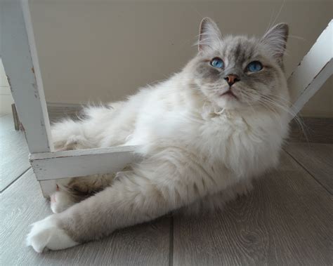 Free Images Pet Relax Whiskers Vertebrate Quiet Ragdoll