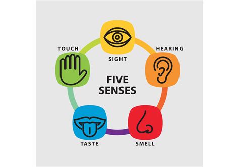 Five Senses Vector Infographic Download Free Vector Art Stock