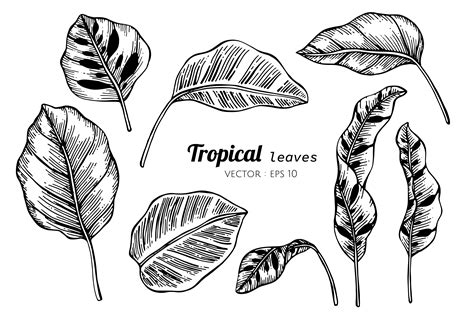 Collection set of Tropical leaves drawing illustration. 416897 Vector Art at Vecteezy