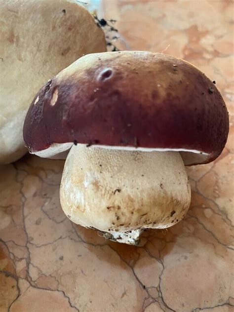 Top 10 Edible Mushrooms In Indiana Foragingguru