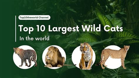 Top 10 Largest Wild Cats In The World Top10theworld Channel Youtube