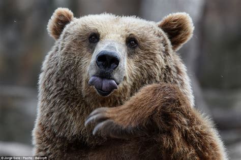 Brown Bear Looks Overjoyed To Learn Its Feeding Time