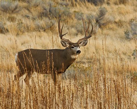 Desert Mule Deer Populations And Value On Private Lands In Texas
