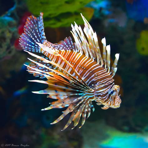 Lionfish Poison Lionfish Toxin Poisonous Seafish