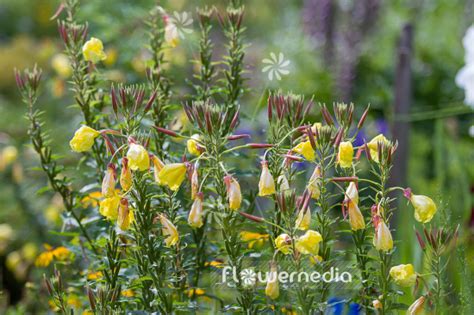 Oenothera Affinis Evening Primrose 111593 Flowermedia