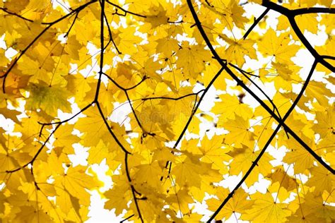 Golden Fall Foliage Autumn Yellow Maple Tree Stock Photo Image Of