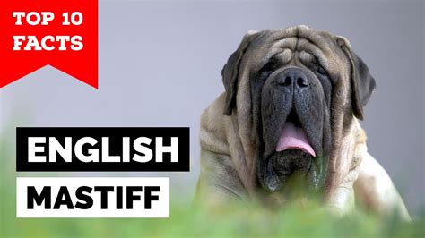 English Mastiff Top 10 Facts Youtube