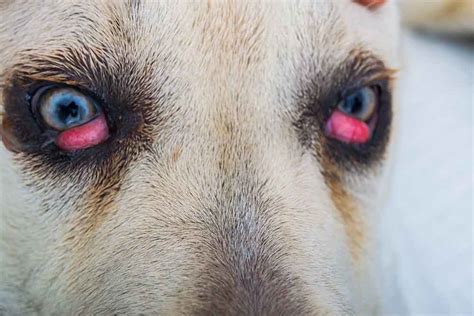 How To Treat Dog Eye Infections At Home According To A Vet