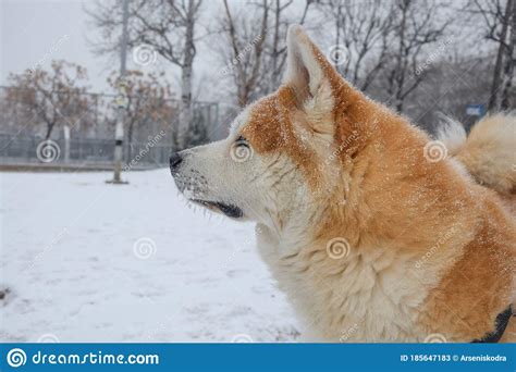 Beautiful Akita Inu Profile Portrait Japanese Dog In Snow Stock Image