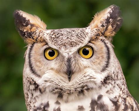 Great Horned Owl Northern Color Variant Photograph By Jim Hughes