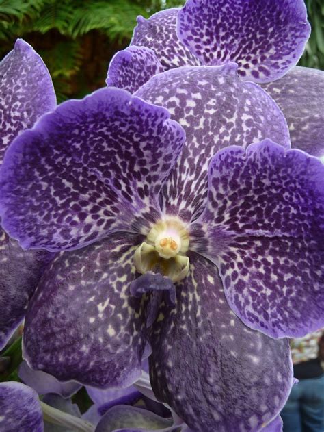Purple Vanda Orchid Exotic Orchids Pinterest