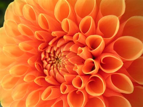 Orange Flower Dahlia Free Photo Download Freeimages