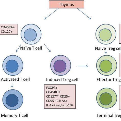 Regulatory T Cell Development The Phenotype Of Different Stages Of Download Scientific Diagram