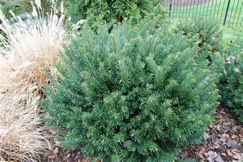 Cephalotaxus Duke Gardens Similar To Var Drupacea Front Yard