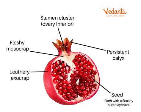 Pomegranate Botanical Name Learn Important Terms Uses Diagram And Facts
