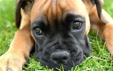 Boxer Puppy Wallpapers Top Free Boxer Puppy Backgrounds Wallpaperaccess