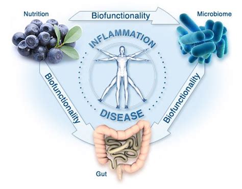 Gut Microbiota Inflammation And Immunity Samoon Ahmad Md