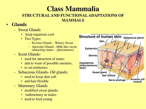 Ppt Class Mammalia Mammals Powerpoint Presentation Free Download