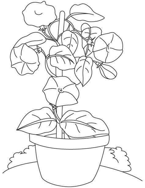 Some of the coloring page names are large flower pot coloring 6 by amy flower coloring, large empty flower pot coloring coloring, flower pot shape image coloring, large flower pot coloring 4 by amy flower drawing flower vase drawing designs coloring, color pot clipart clipground, large flower garden pot template coloring, coloring. Bindweed flowers pot coloring page | Download Free ...