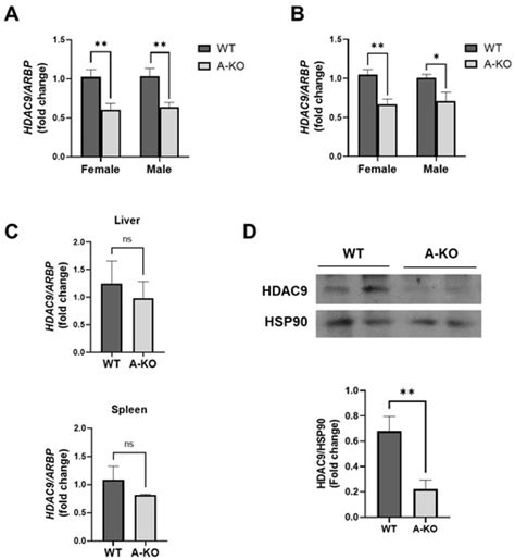 Cells Free Full Text Sex Dependent Role Of Adipose Tissue Hdac9 In Diet Induced Obesity And