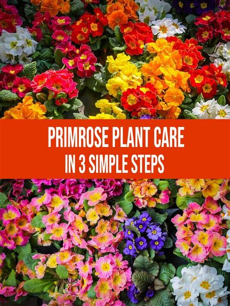 Primrose Plant Care In 3 Simple Steps