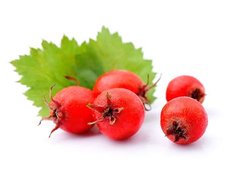 Hawthorn Berry Crataegus Monogyna Fruit Extract Botanical Extracts