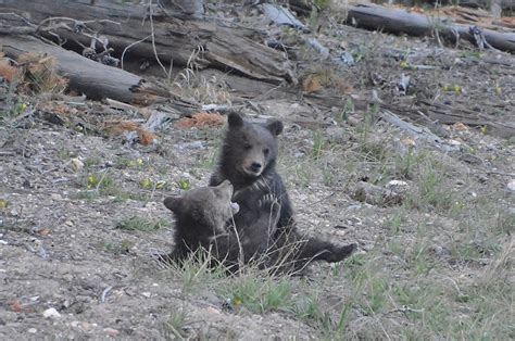Grizzly Bear Cubs Play Fighting Photo