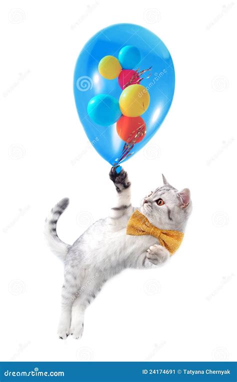 Cat With Bow And Balloons Stock Image Image Of Play 24174691