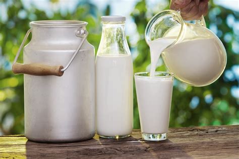 Cow Milk Rothes A Dairy Farm