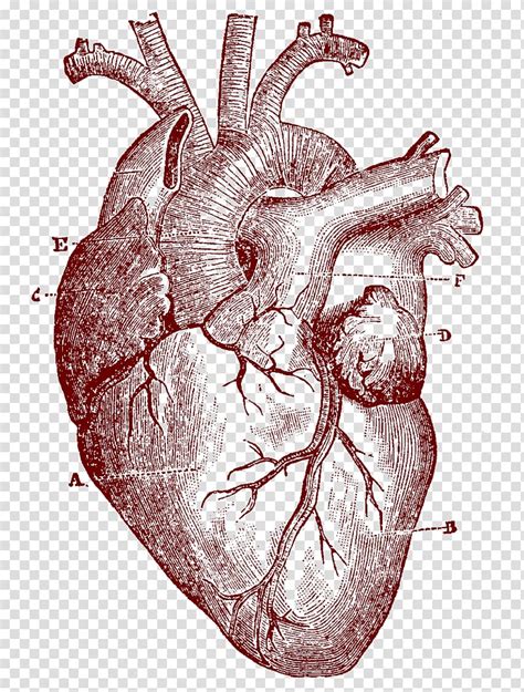 anatomical heart drawing clipart 10 free cliparts download images on clipground 2022