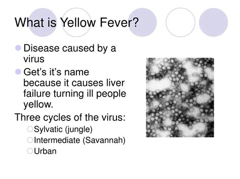 ppt yellow fever powerpoint presentation free download id 1368003