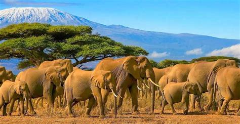 De Nairobi Safári De Dois Dias Para O Parque Nacional Amboseli