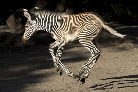 Zoo Miami Welcomes Births Of Endangered Zebras Cbs Miami