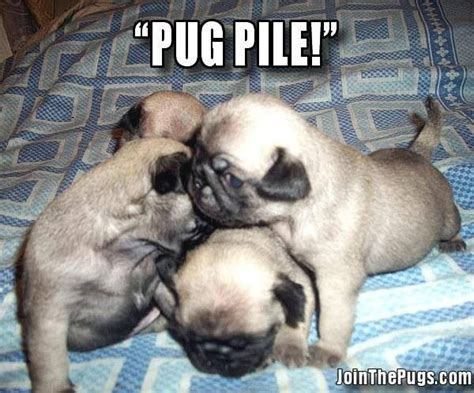 Pug Pile Pugs Pugs Kisses Pug Pictures