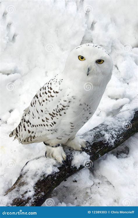 Snowy Owl In Snow