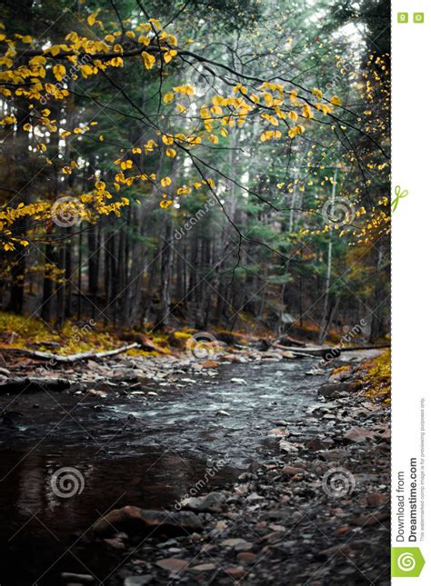 Crystal Clear Water Of Mountain River Among Fall Woods In The
