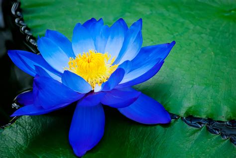 Blue Lotus Flower Essence Best Flower Site