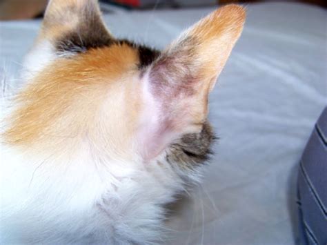 Cat Hair Loss Treatments Symptoms Cats Energies