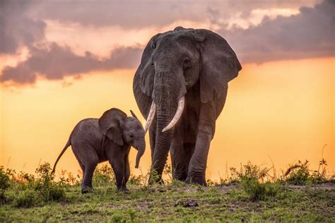 Daily Dozen — Photos National Geographic Your Shot World Elephant