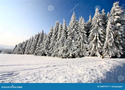 Winter Wonderland Stock Image Image Of Wonderland Trees 28407019